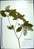 中文名:裡白巴豆(S119250)學名:Croton cascarilloides Raeusch.(S119250)英文名:Cuming Croton