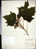 中文名:台灣白匏子(S002678)學名:Mallotus paniculatus (Lam.) Muell.-Arg. var. formosanus (Hayata) Hurusawa(S002678)