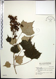 中文名:台灣白匏子(S046321)學名:Mallotus paniculatus (Lam.) Muell.-Arg. var. formosanus (Hayata) Hurusawa(S046321)