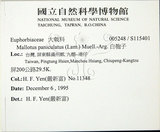 中文名:台灣白匏子(S115401)學名:Mallotus paniculatus (Lam.) Muell.-Arg. var. formosanus (Hayata) Hurusawa(S115401)
