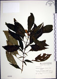 中文名:角桐草(S003102)學名:Hemiboea bicornuta (Hayata) Ohwi(S003102)中文別名:台灣半蒴苣苔
