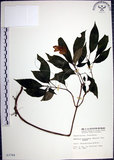 中文名:角桐草(S003764)學名:Hemiboea bicornuta (Hayata) Ohwi(S003764)中文別名:台灣半蒴苣苔