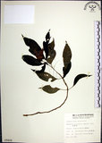 中文名:角桐草(S009406)學名:Hemiboea bicornuta (Hayata) Ohwi(S009406)中文別名:台灣半蒴苣苔