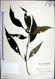 中文名:角桐草(S011752)學名:Hemiboea bicornuta (Hayata) Ohwi(S011752)中文別名:台灣半蒴苣苔