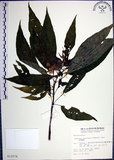 中文名:角桐草(S012574)學名:Hemiboea bicornuta (Hayata) Ohwi(S012574)中文別名:台灣半蒴苣苔