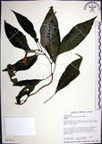 中文名:角桐草(S013577)學名:Hemiboea bicornuta (Hayata) Ohwi(S013577)中文別名:台灣半蒴苣苔