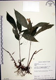 中文名:角桐草(S013855)學名:Hemiboea bicornuta (Hayata) Ohwi(S013855)中文別名:台灣半蒴苣苔