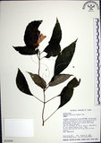 中文名:角桐草(S015691)學名:Hemiboea bicornuta (Hayata) Ohwi(S015691)中文別名:台灣半蒴苣苔