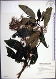 中文名:角桐草(S028522)學名:Hemiboea bicornuta (Hayata) Ohwi(S028522)中文別名:台灣半蒴苣苔