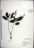 中文名:角桐草(S030868)學名:Hemiboea bicornuta (Hayata) Ohwi(S030868)中文別名:台灣半蒴苣苔