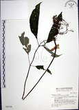 中文名:角桐草(S031330)學名:Hemiboea bicornuta (Hayata) Ohwi(S031330)中文別名:台灣半蒴苣苔