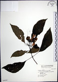中文名:角桐草(S036707)學名:Hemiboea bicornuta (Hayata) Ohwi(S036707)中文別名:台灣半蒴苣苔