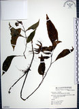 中文名:角桐草(S049363)學名:Hemiboea bicornuta (Hayata) Ohwi(S049363)中文別名:台灣半蒴苣苔