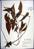 中文名:角桐草(S049364)學名:Hemiboea bicornuta (Hayata) Ohwi(S049364)中文別名:台灣半蒴苣苔