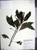 中文名:角桐草(S050582)學名:Hemiboea bicornuta (Hayata) Ohwi(S050582)中文別名:台灣半蒴苣苔