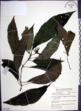 中文名:角桐草(S053799)學名:Hemiboea bicornuta (Hayata) Ohwi(S053799)中文別名:台灣半蒴苣苔