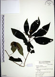 中文名:角桐草(S054635)學名:Hemiboea bicornuta (Hayata) Ohwi(S054635)中文別名:台灣半蒴苣苔