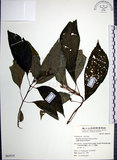 中文名:角桐草(S064314)學名:Hemiboea bicornuta (Hayata) Ohwi(S064314)中文別名:台灣半蒴苣苔