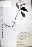 中文名:角桐草(S066396)學名:Hemiboea bicornuta (Hayata) Ohwi(S066396)中文別名:台灣半蒴苣苔