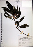 中文名:角桐草(S066398)學名:Hemiboea bicornuta (Hayata) Ohwi(S066398)中文別名:台灣半蒴苣苔