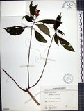 中文名:角桐草(S066406)學名:Hemiboea bicornuta (Hayata) Ohwi(S066406)中文別名:台灣半蒴苣苔
