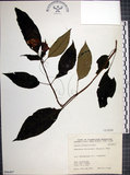 中文名:角桐草(S066407)學名:Hemiboea bicornuta (Hayata) Ohwi(S066407)中文別名:台灣半蒴苣苔
