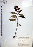 中文名:角桐草(S066408)學名:Hemiboea bicornuta (Hayata) Ohwi(S066408)中文別名:台灣半蒴苣苔