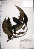 中文名:角桐草(S066410)學名:Hemiboea bicornuta (Hayata) Ohwi(S066410)中文別名:台灣半蒴苣苔