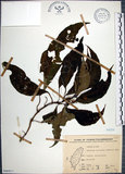 中文名:角桐草(S066411)學名:Hemiboea bicornuta (Hayata) Ohwi(S066411)中文別名:台灣半蒴苣苔