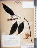 中文名:角桐草(S066412)學名:Hemiboea bicornuta (Hayata) Ohwi(S066412)中文別名:台灣半蒴苣苔