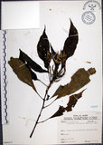 中文名:角桐草(S066413)學名:Hemiboea bicornuta (Hayata) Ohwi(S066413)中文別名:台灣半蒴苣苔
