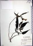 中文名:角桐草(S069482)學名:Hemiboea bicornuta (Hayata) Ohwi(S069482)中文別名:台灣半蒴苣苔