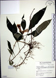 中文名:角桐草(S070062)學名:Hemiboea bicornuta (Hayata) Ohwi(S070062)中文別名:台灣半蒴苣苔