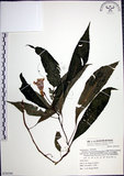中文名:角桐草(S070194)學名:Hemiboea bicornuta (Hayata) Ohwi(S070194)中文別名:台灣半蒴苣苔