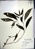 中文名:角桐草(S071818)學名:Hemiboea bicornuta (Hayata) Ohwi(S071818)中文別名:台灣半蒴苣苔