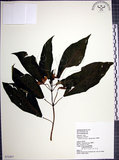 中文名:角桐草(S072457)學名:Hemiboea bicornuta (Hayata) Ohwi(S072457)中文別名:台灣半蒴苣苔