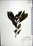 中文名:角桐草(S078493)學名:Hemiboea bicornuta (Hayata) Ohwi(S078493)中文別名:台灣半蒴苣苔