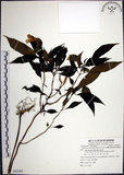 中文名:角桐草(S082295)學名:Hemiboea bicornuta (Hayata) Ohwi(S082295)中文別名:台灣半蒴苣苔