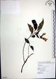 中文名:角桐草(S087382)學名:Hemiboea bicornuta (Hayata) Ohwi(S087382)中文別名:台灣半蒴苣苔