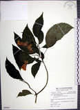中文名:角桐草(S089067)學名:Hemiboea bicornuta (Hayata) Ohwi(S089067)中文別名:台灣半蒴苣苔