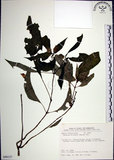 中文名:角桐草(S090137)學名:Hemiboea bicornuta (Hayata) Ohwi(S090137)中文別名:台灣半蒴苣苔