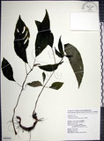 中文名:角桐草(S090392)學名:Hemiboea bicornuta (Hayata) Ohwi(S090392)中文別名:台灣半蒴苣苔
