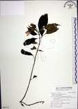 中文名:角桐草(S095172)學名:Hemiboea bicornuta (Hayata) Ohwi(S095172)中文別名:台灣半蒴苣苔