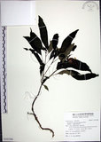 中文名:角桐草(S101290)學名:Hemiboea bicornuta (Hayata) Ohwi(S101290)中文別名:台灣半蒴苣苔