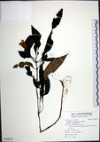 中文名:角桐草(S108978)學名:Hemiboea bicornuta (Hayata) Ohwi(S108978)中文別名:台灣半蒴苣苔