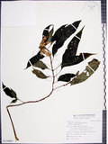 中文名:角桐草(S114840)學名:Hemiboea bicornuta (Hayata) Ohwi(S114840)中文別名:台灣半蒴苣苔
