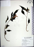 中文名:角桐草(S116451)學名:Hemiboea bicornuta (Hayata) Ohwi(S116451)中文別名:台灣半蒴苣苔