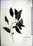 中文名:角桐草(S121822)學名:Hemiboea bicornuta (Hayata) Ohwi(S121822)中文別名:台灣半蒴苣苔