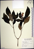 中文名:角桐草(S123709)學名:Hemiboea bicornuta (Hayata) Ohwi(S123709)中文別名:台灣半蒴苣苔