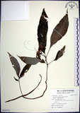中文名:角桐草(S123711)學名:Hemiboea bicornuta (Hayata) Ohwi(S123711)中文別名:台灣半蒴苣苔